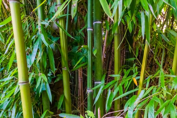 Cost of Bamboo Trimming in Warrenton