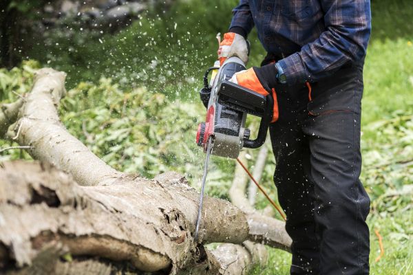 Branch Removal Service in Warrenton