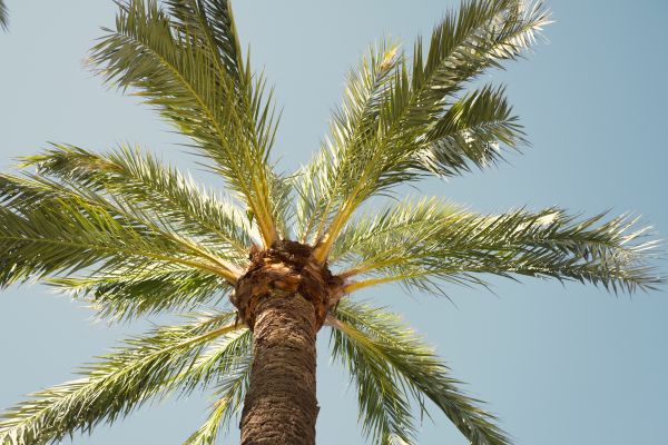 Palm Tree Pruning in Warrenton