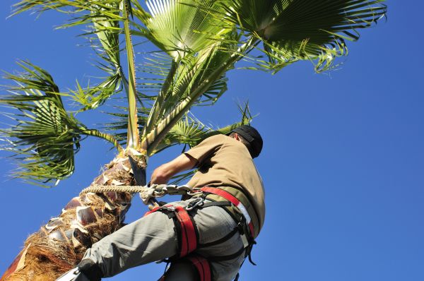 Palm Tree Trimming in Warrenton