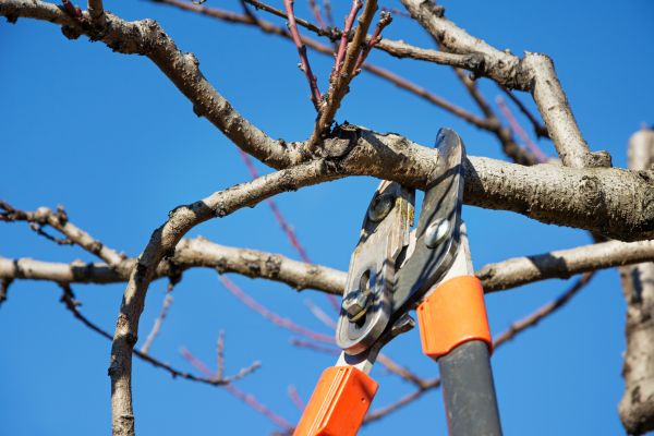 Residential Tree Service in Warrenton