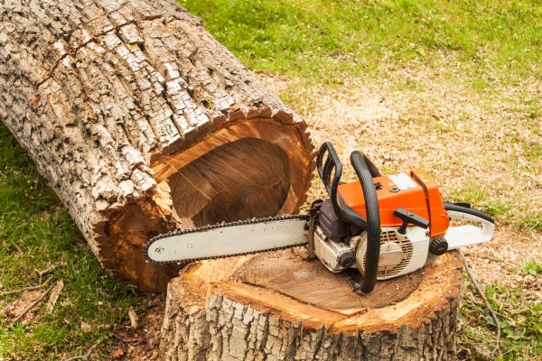 Tree Cutting Service in Warrenton