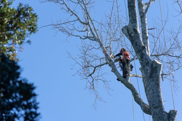 Tree Topping Service in Warrenton