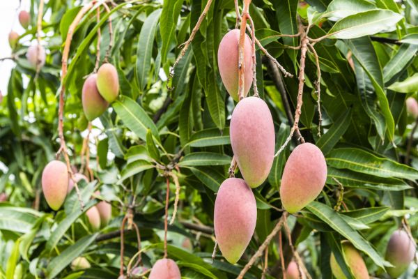 Mango Tree Trimming in Warrenton