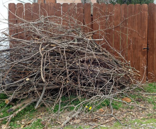 Dead Branch Removal in Warrenton