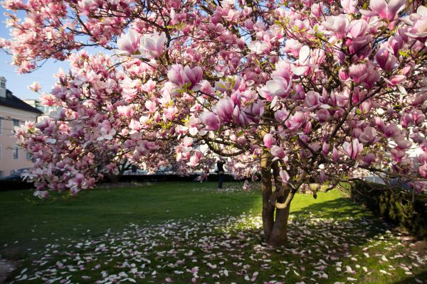 Ornamental Tree Pruning in Warrenton