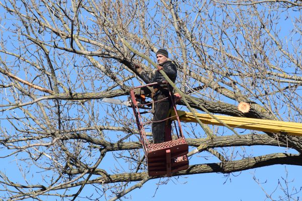 Emergency Tree Trimming in Warrenton