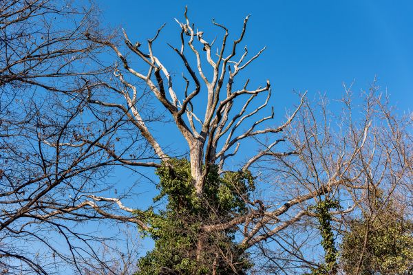 Deadwood Removal in Warrenton