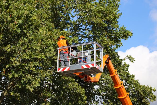 Commercial Tree Service in Warrenton