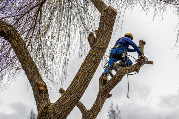 Cost of Tree Maintenance Service in Warrenton
