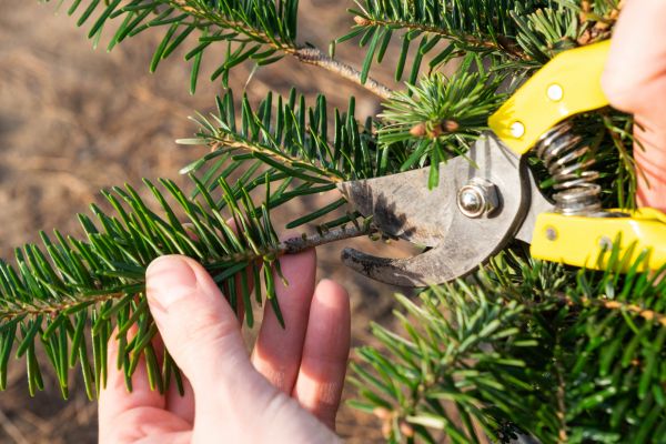 Pine Tree Pruning in Warrenton