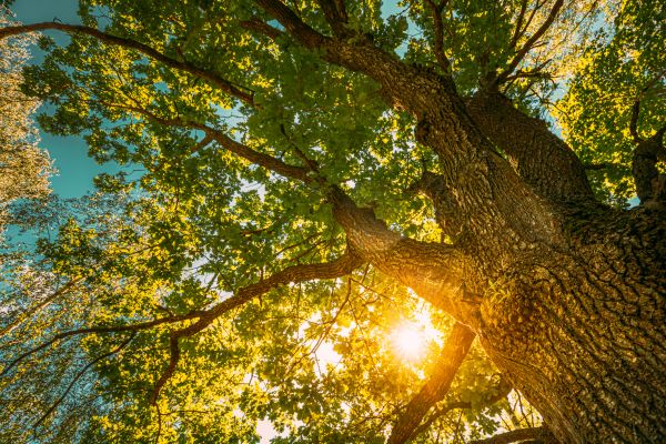 Oak Tree Pruning in Warrenton