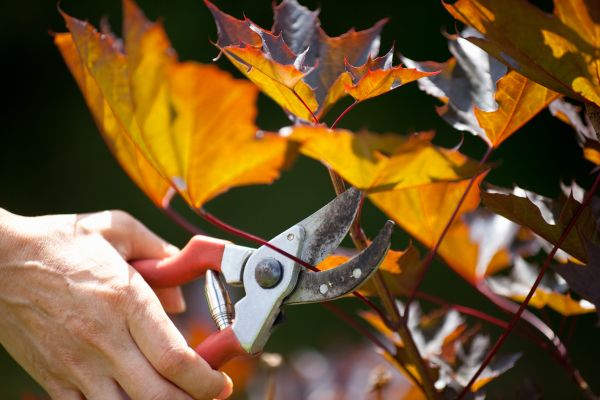 Maple Tree Pruning in Warrenton