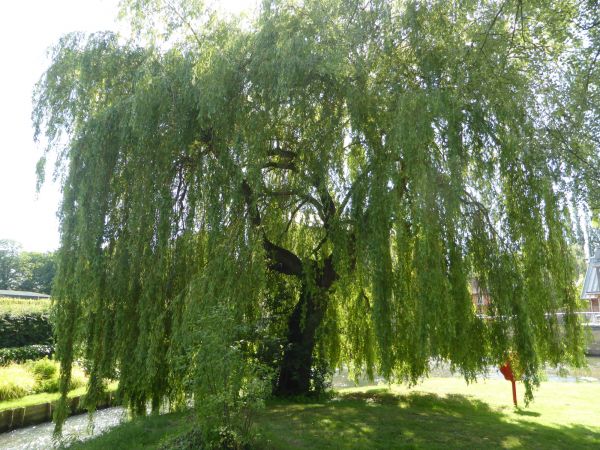 Cost of Willow Tree Trimming in Warrenton