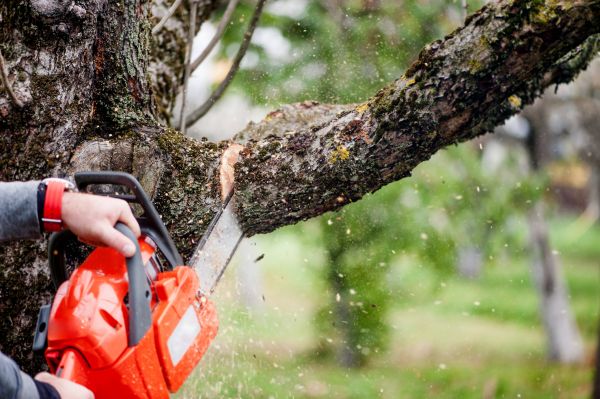 Tree Limbs Removal in Warrenton