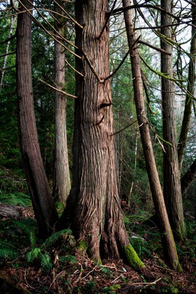 Cost of Cedar Tree Trimming in Warrenton