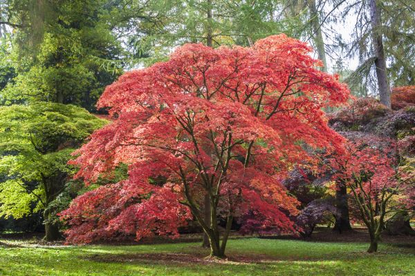 Japanese Maple Pruning in Warrenton
