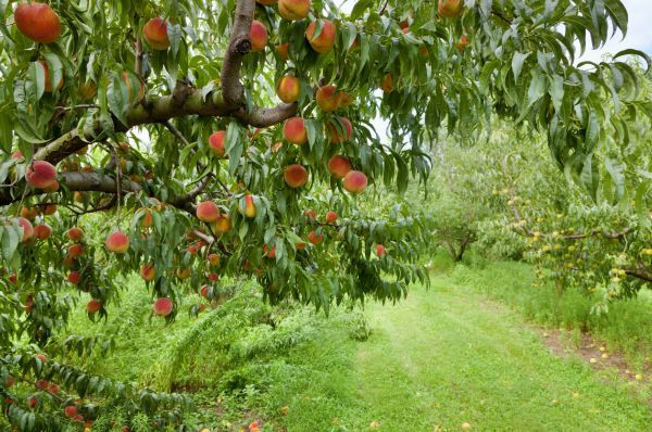 Peach Tree Pruning in Warrenton