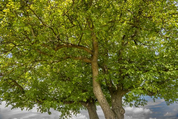 Walnut Tree Trimming in Warrenton