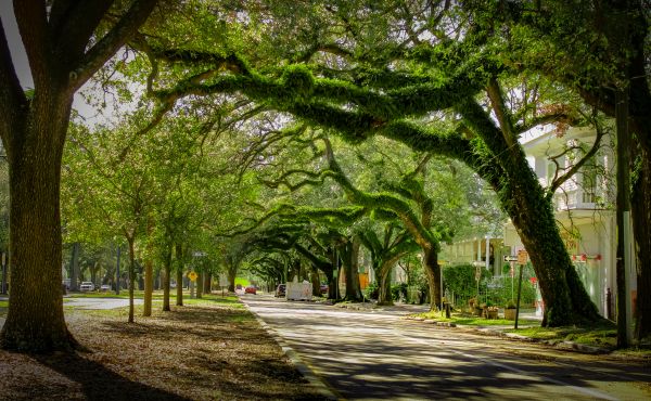 Tree Canopy Thinning in Warrenton