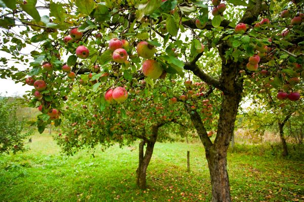 Apple Tree Pruning in Warrenton
