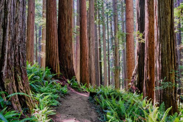 Redwood Tree Trimming in Warrenton