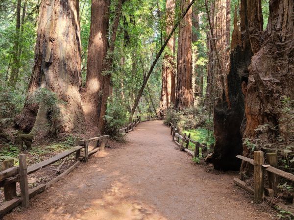 Redwood Tree Pruning in Warrenton