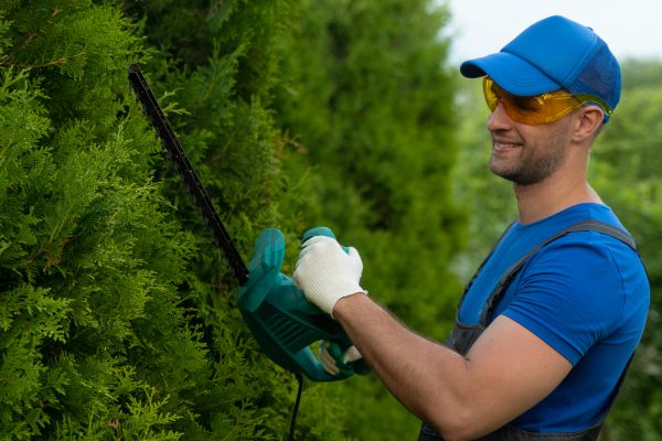 Tree Shaping Service in Warrenton
