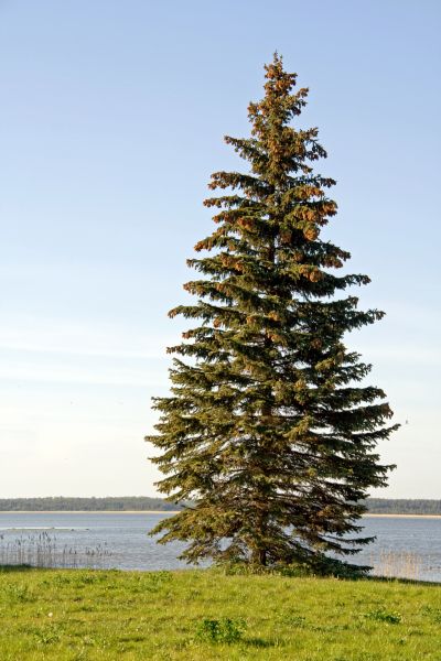 Spruce Tree Pruning in Warrenton