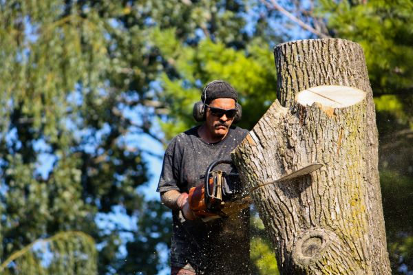 Ash Tree Pruning in Warrenton