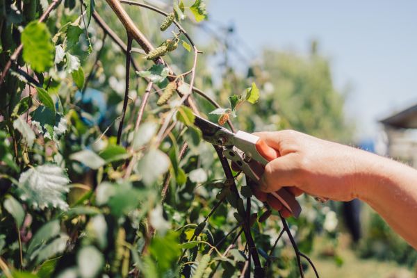 Cost of Birch Tree Pruning in Warrenton