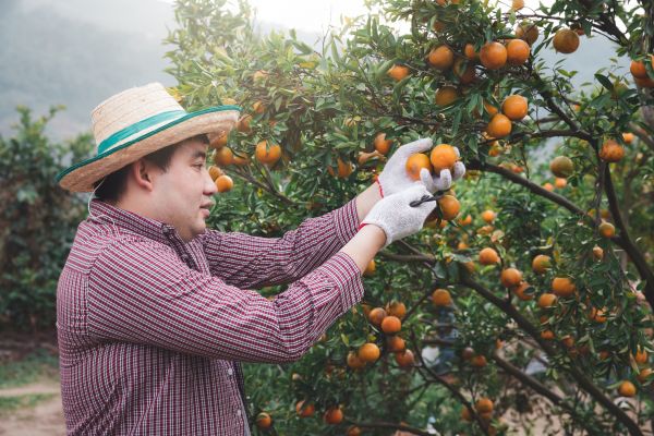 Cost of Orange Tree Pruning in Warrenton