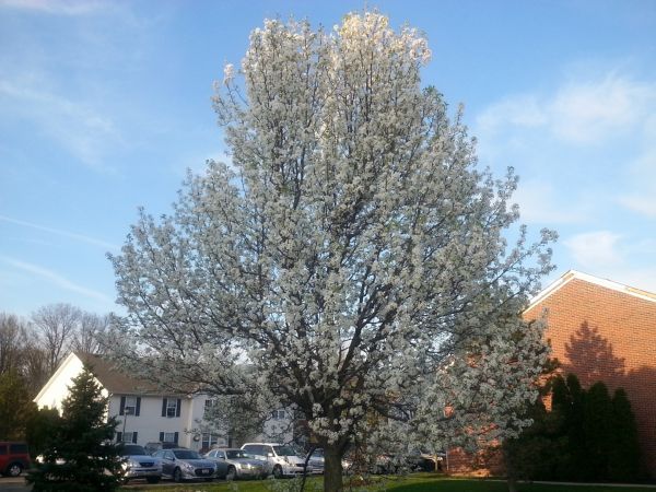 Cost of Bradford Pear Tree Pruning in Warrenton