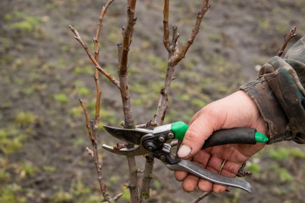 Pear Trees Pruning in Warrenton