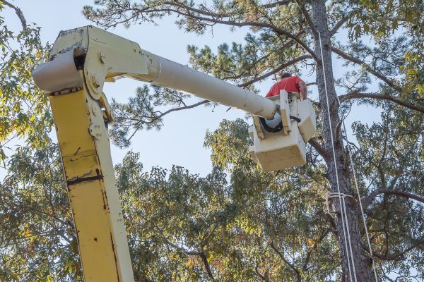 Limbs Trimming in Warrenton