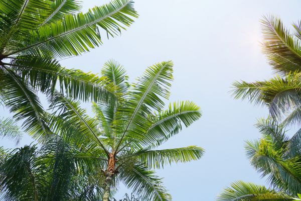 Queen Palm Tree Trimming in Warrenton