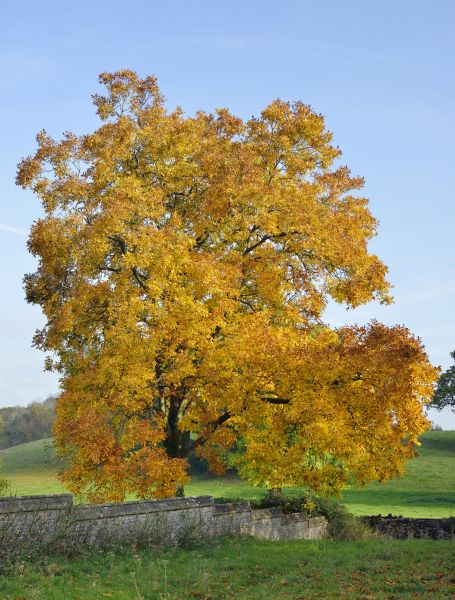 Hickory Tree Trimming in Warrenton