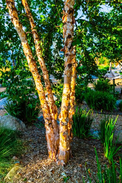 Cost of River Birch Trimming in Warrenton