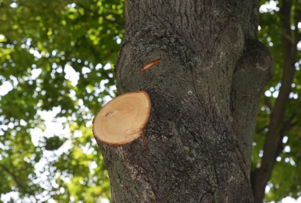 Limb Cutting in Warrenton