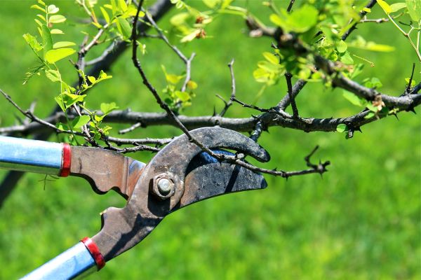 Branches Pruning in Warrenton