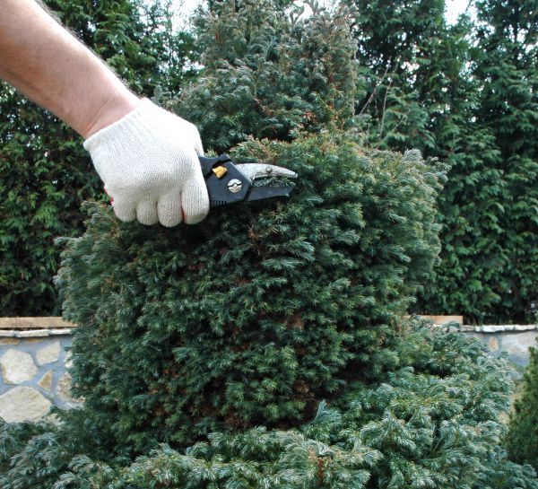 Ornamental Tree Trimming in Warrenton