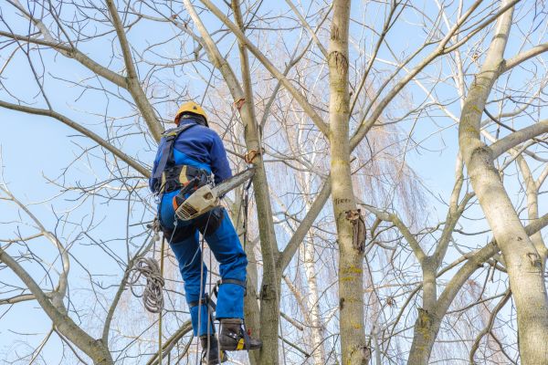 Large Tree Trimming in Warrenton