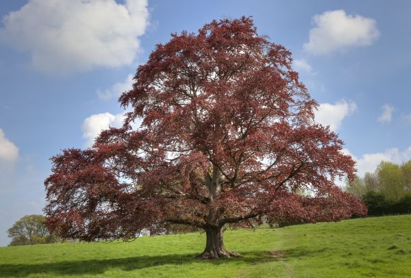 Beech Tree Pruning in Warrenton