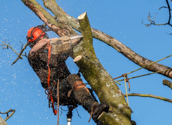 Tree Trimming Service in Warrenton