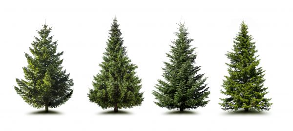 Cost of Pine Tree Trimming in Warrenton