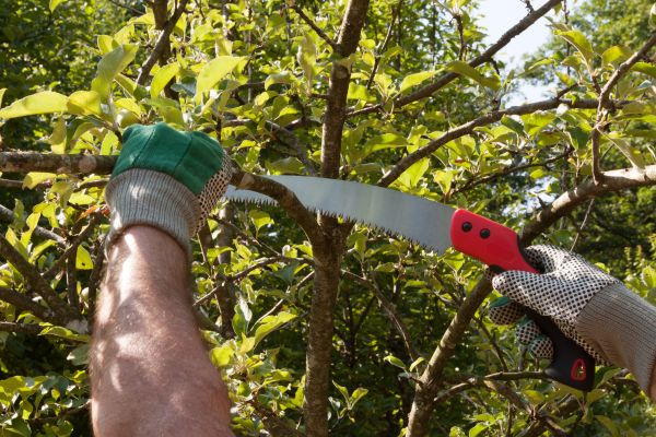 Apple Tree Trimming in Warrenton