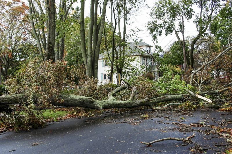 Yard with Fallen Tree