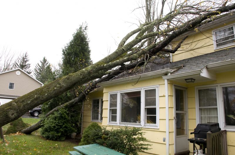 Storm-Damaged Tree Debris