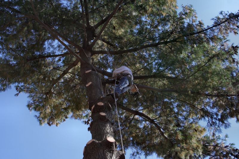 Certified Arborist at Work