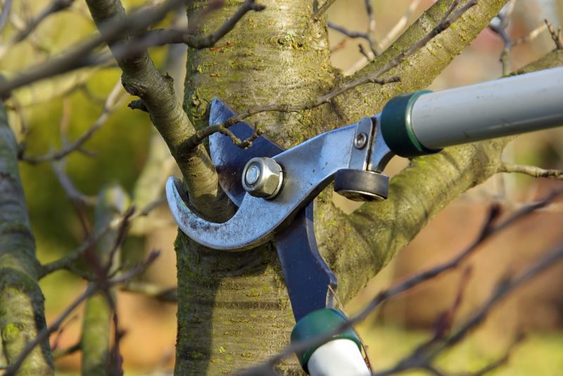 Tree Care Equipment